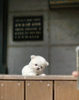 Teddy Bichon - Allan