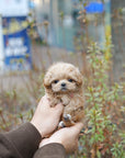 Mini Maltipoo - Alber