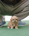Mini Maltipoo - Alber
