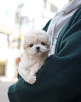 Mini Maltipoo - Sophie