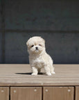 Mini Maltipoo - Sophie