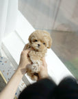 Mini Maltipoo - Cernie