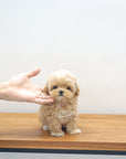 Mini Maltipoo - Cernie