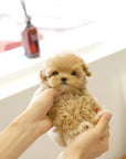 Mini Maltipoo - Cernie
