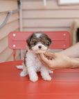 Mini Maltipoo - Aru
