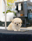 Mini Maltipoo - Tovi