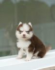 Pomsky - Rusty