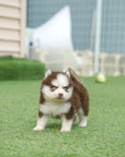 Pomsky - Rusty
