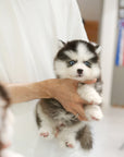Pomsky - Roy