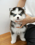 Pomsky - Roy