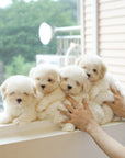 Coton de Tulear - Toby