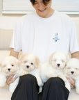 Coton de Tulear - Toby