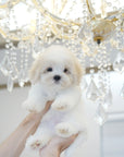 Coton de Tulear - Odette