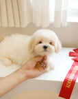 Coton de Tulear - Odette