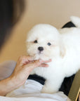 Coton de Tulear - Lucien