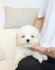 Coton de Tulear - Lucien