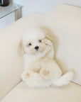 Coton de Tulear - Lucien