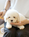 Coton de Tulear - Nox