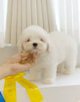 Coton de Tulear - Nox