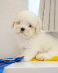 Coton de Tulear - Nox