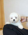 Coton de Tulear - Nox