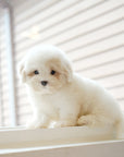 Coton de Tulear - Toby