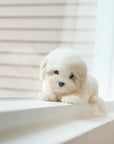 Coton de Tulear - Toby