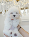 Coton de Tulear - Snowy