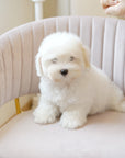 Coton de Tulear - Snowy