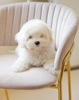 Coton de Tulear - Snowy