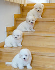 Coton de Tulear - Toby