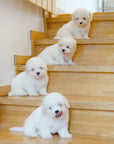 Coton de Tulear - Toby