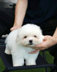 Coton de Tulear - Nico