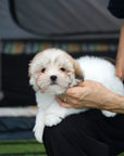 Coton de Tulear - Teddy