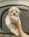 Coton de Tulear - Teddy