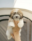 Coton de Tulear - Bijou