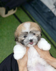 Coton de Tulear - Bijou