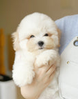 Coton de Tulear - Nerina