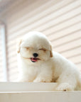 Coton de Tulear - Nerina