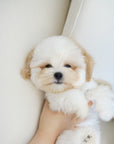 Coton de Tulear - Nerina