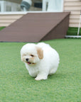 Coton de Tulear - Nerina