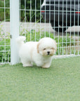 Coton de Tulear - Nerina