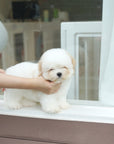 Coton de Tulear - Nerina