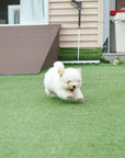 Coton de Tulear - Nerina