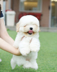 Coton de Tulear - Nerina