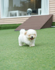 Coton de Tulear - Nerina