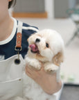 Coton de Tulear - Nerina