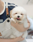 Coton de Tulear - Nerina