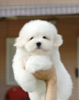 Coton de Tulear - Eamon