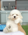 Coton de Tulear - Eamon